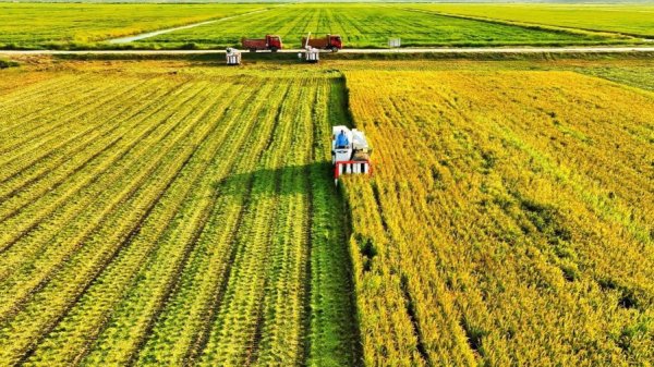 全智股配 稻浪滚滚，横沙新洲新米上市